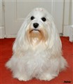 Nellie 3 år.jpg