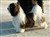 20081229 Meja 022.jpg