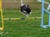2009 07 22 Hundar 034.jpg